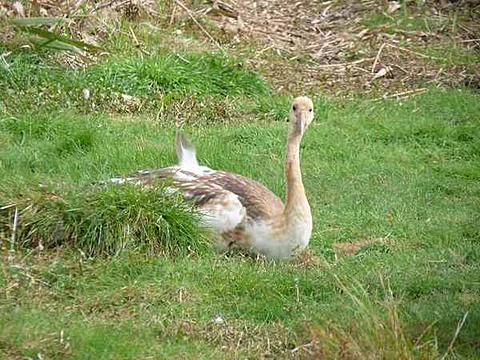 くつろぐタンチョウの幼鳥